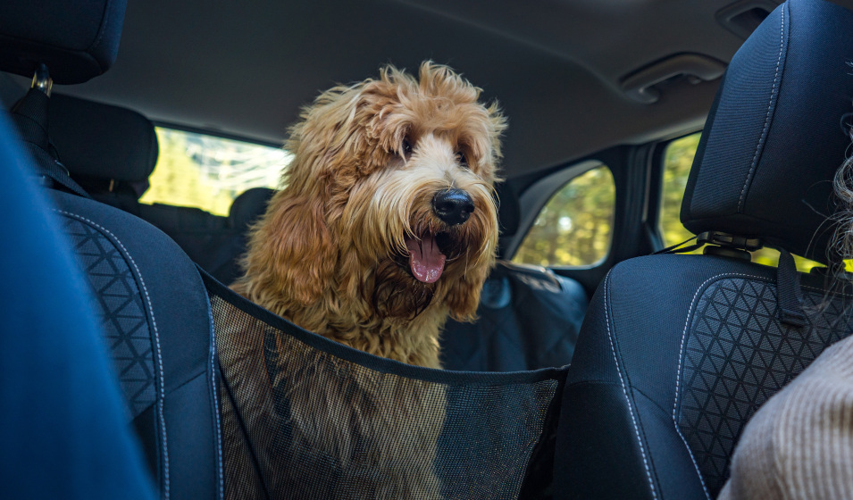 Bien voyager en voiture avec son chien - Gamm vert