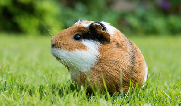Quelle est la différence entre un hamster et un cochon d'Inde