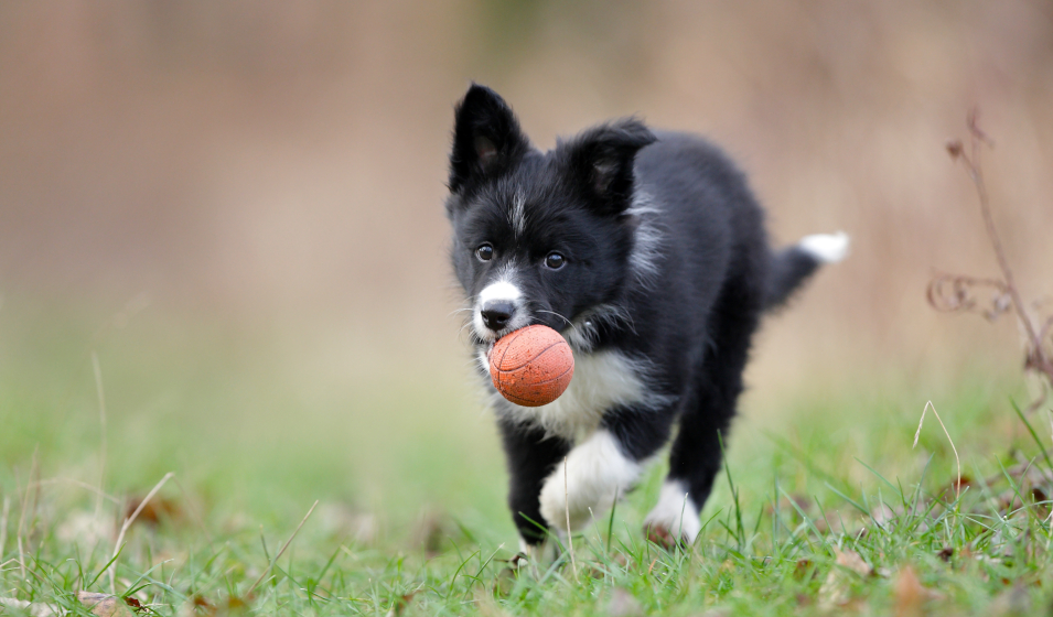 chiot