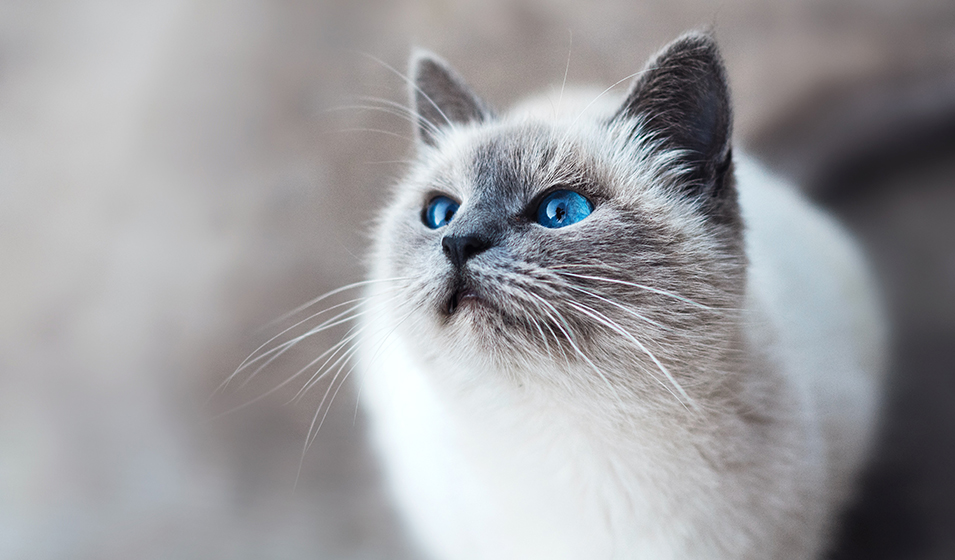 chat