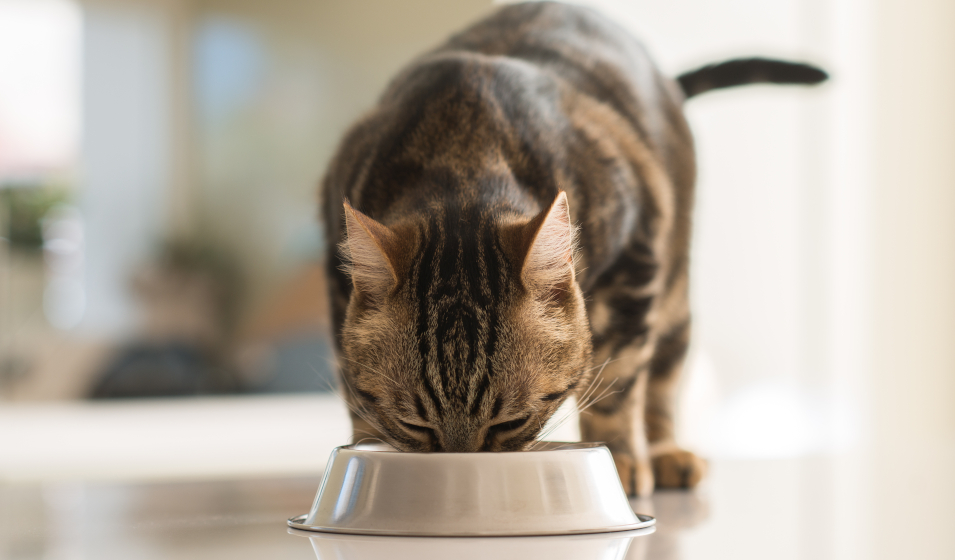 Comment nettoyer correctement et naturellement la fontaine à eau de votre  chat ? - CAT APART