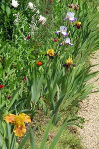Bordure d'iris à Giverny