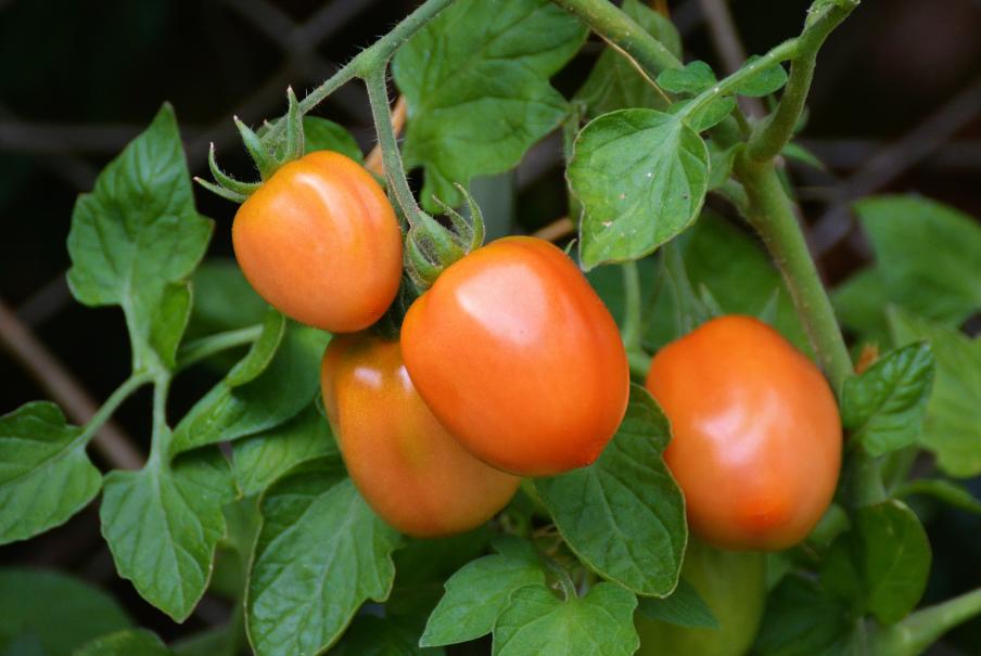 La tomate andine cornue