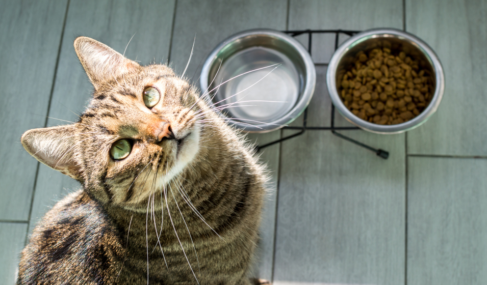 Comment nourrir un chat d'intérieur ?