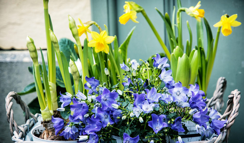 Campanules bleues et narcisses jaunes