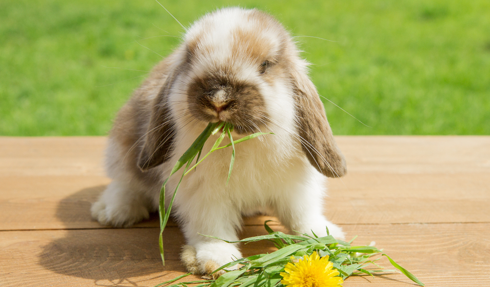Lapin nain