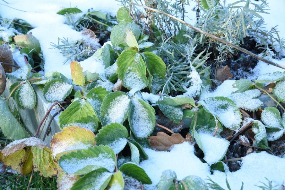 Arroser les plantes sous un voile d'hivernage : bonne ou mauvaise