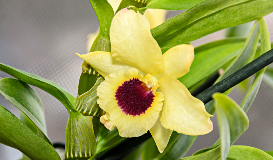 orchidée bambou ou Dendrobium