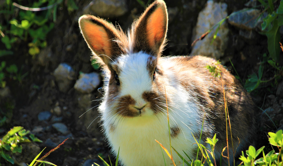 Pourquoi mon lapin a une oreille qui tombe ? - Blog