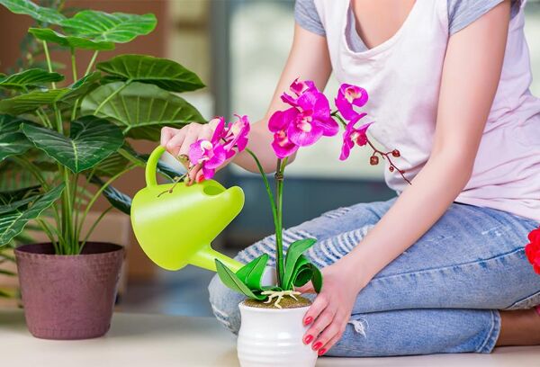Entretenir une orchidée en pot : toutes nos astuces !