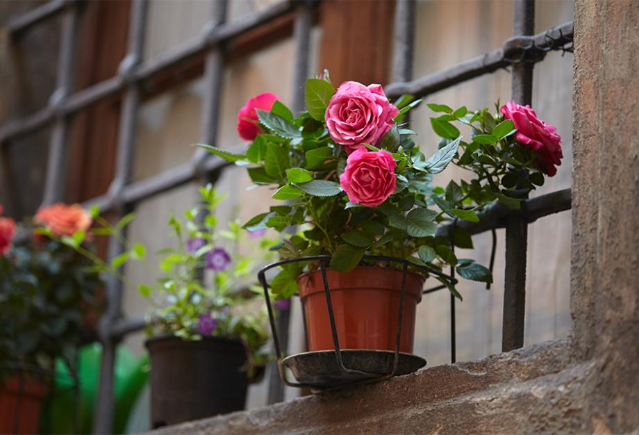 Rosier en pot