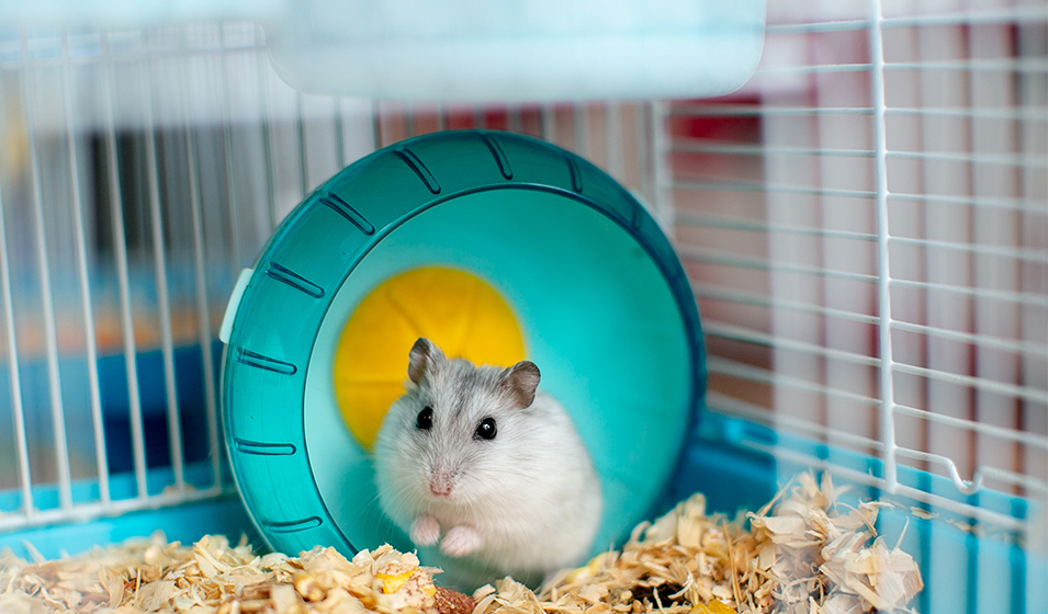 Offrir un hamster à Noël : ce qu'il faut savoir avant de faire ce