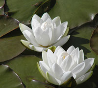 Nénuphar