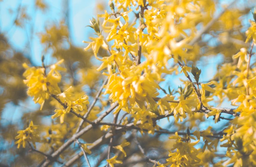 forsythia