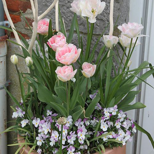 Jardinerie animalerie Tulipe