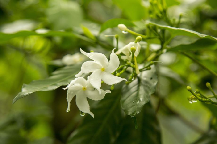 jasmin