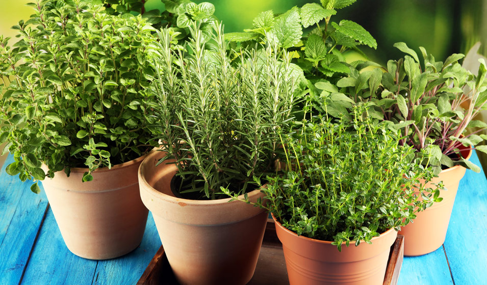 Quelles plantes aromatiques faire pousser dans sa cuisine ? – Blog BUT