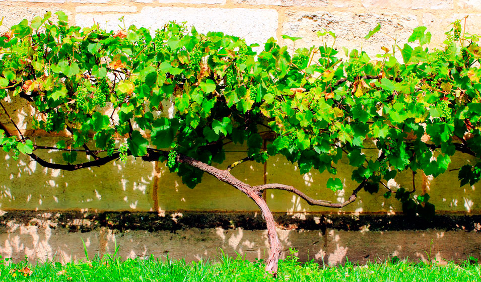 taille de la vigne