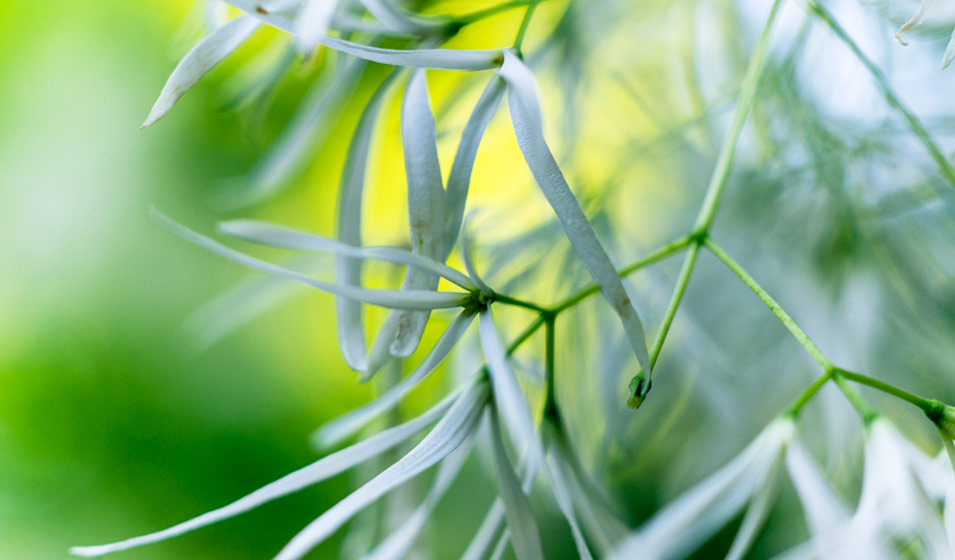 arbre de neige