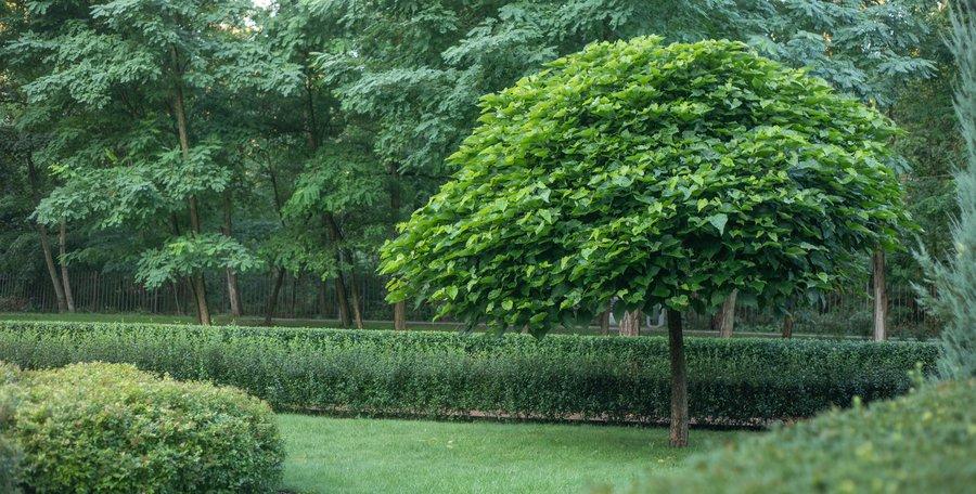 Planter un tilleul dans son jardin : comment ça se passe