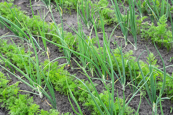 Les oignons sont de bonne compagnie pour les carottes