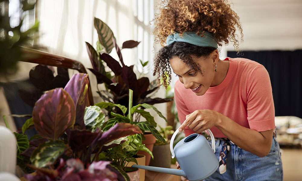 Comment entretenir les plantes d’intérieur pendant les vacances ?