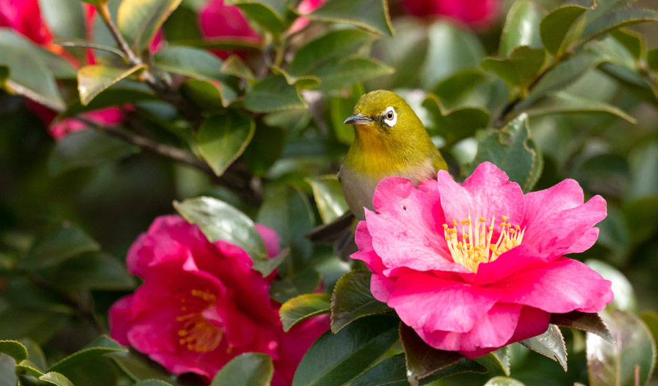 camelia