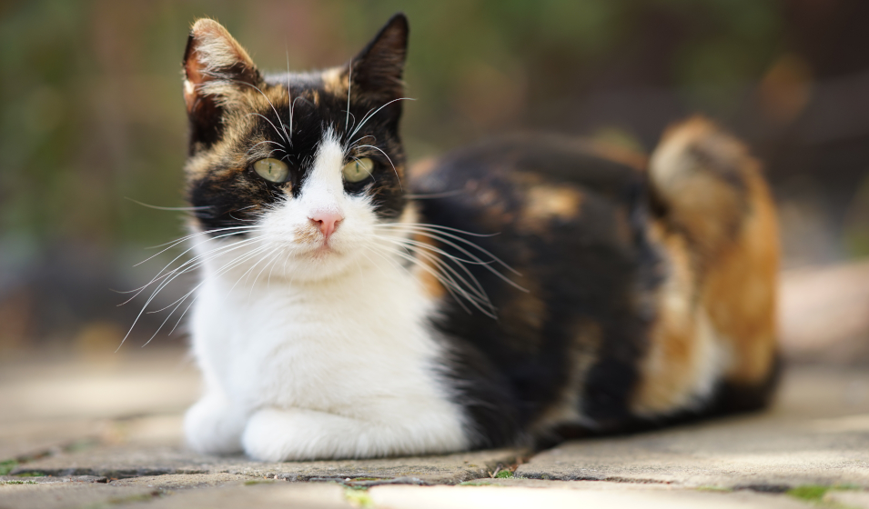 Quel collier antipuces pour chat choisir