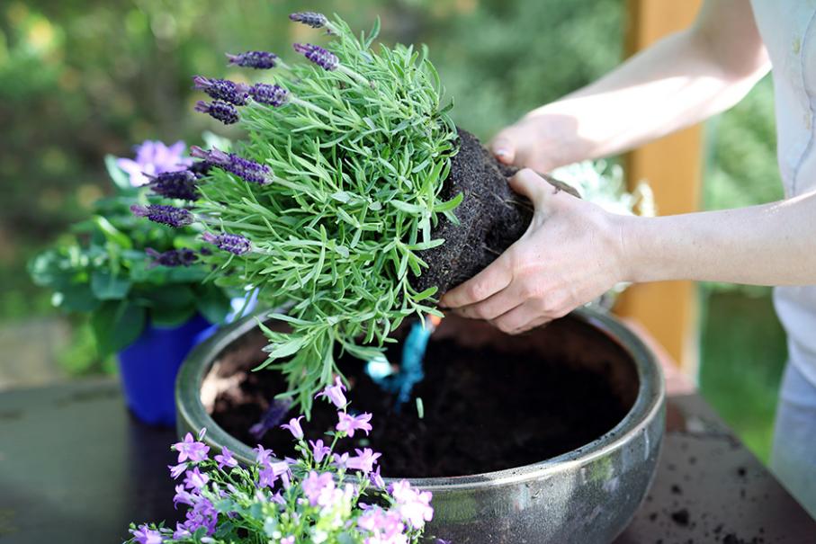 Lavande: comment la planter et entretenir la lavande au jardin ?