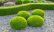 Comment Tailler Les Buis Jardiland Comment Tailler Les Buis Jardiland