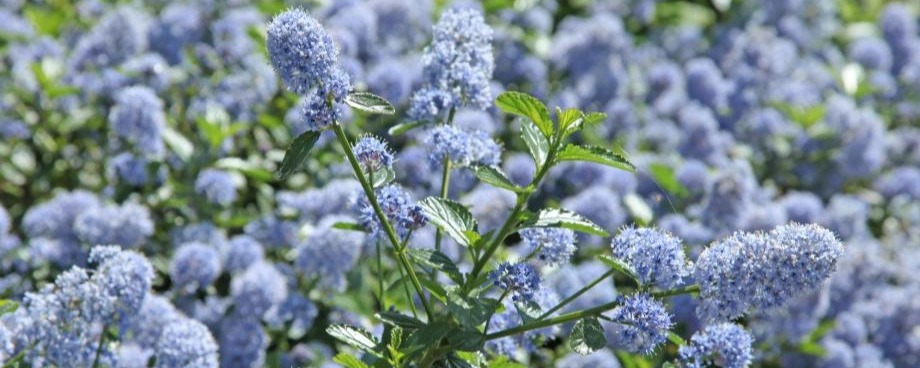Le céanothe rampant ou lilas de Californie