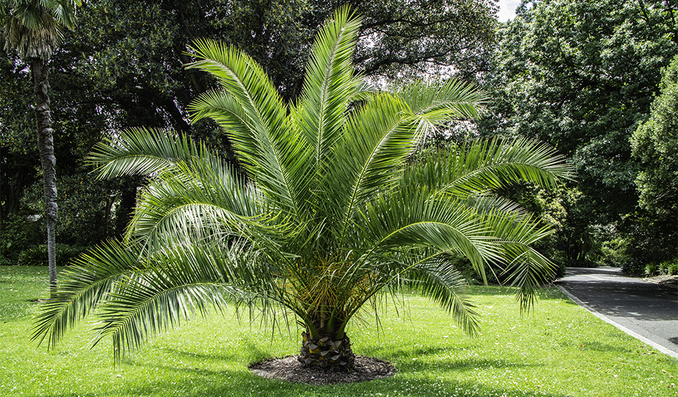Palmier de Chine : caractéristiques, plantation, culture