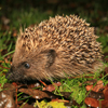 Tout savoir sur les prédateurs naturels des nuisibles du jardin