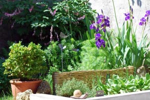 Les Iris dans vos jardins