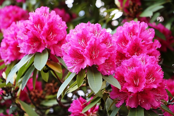 Le rhododendron, une plante de terre acide