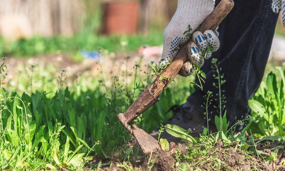 7 façons de désherber efficacement les mauvaises herbes