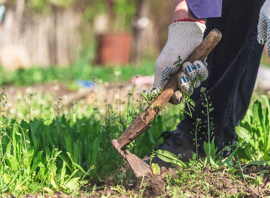 7 façons de désherber efficacement les mauvaises herbes - Gamm vert