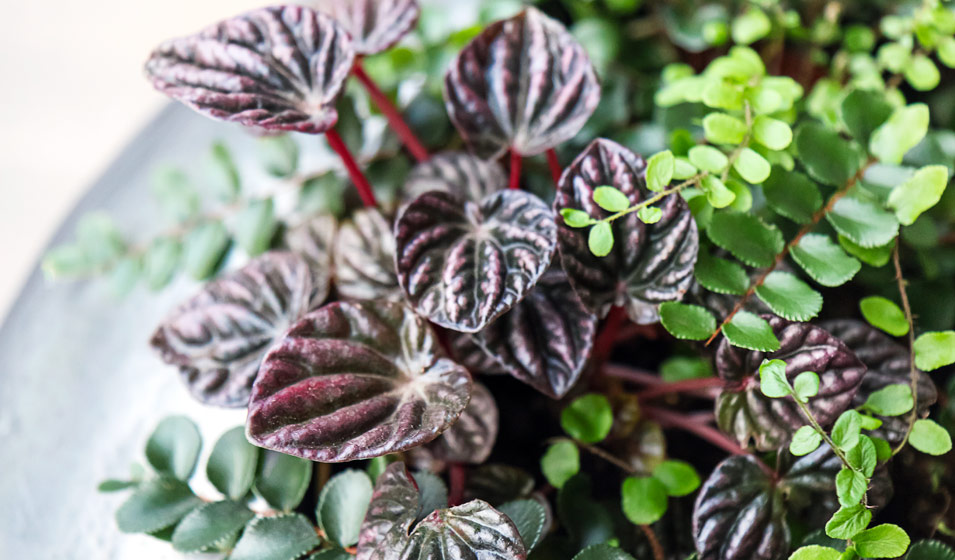 Adoptez les mini plantes pour une décoration verte et tendance