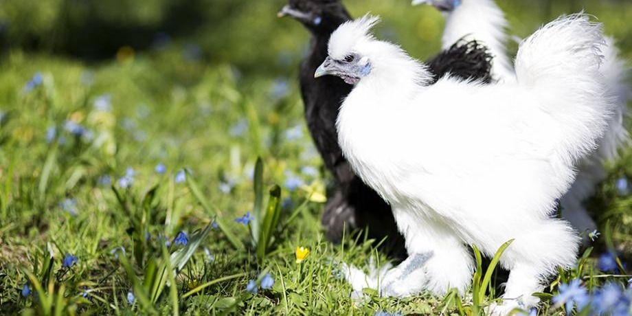Des poules Poule Soie