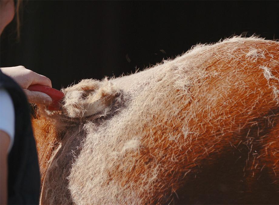 Soin du cheval