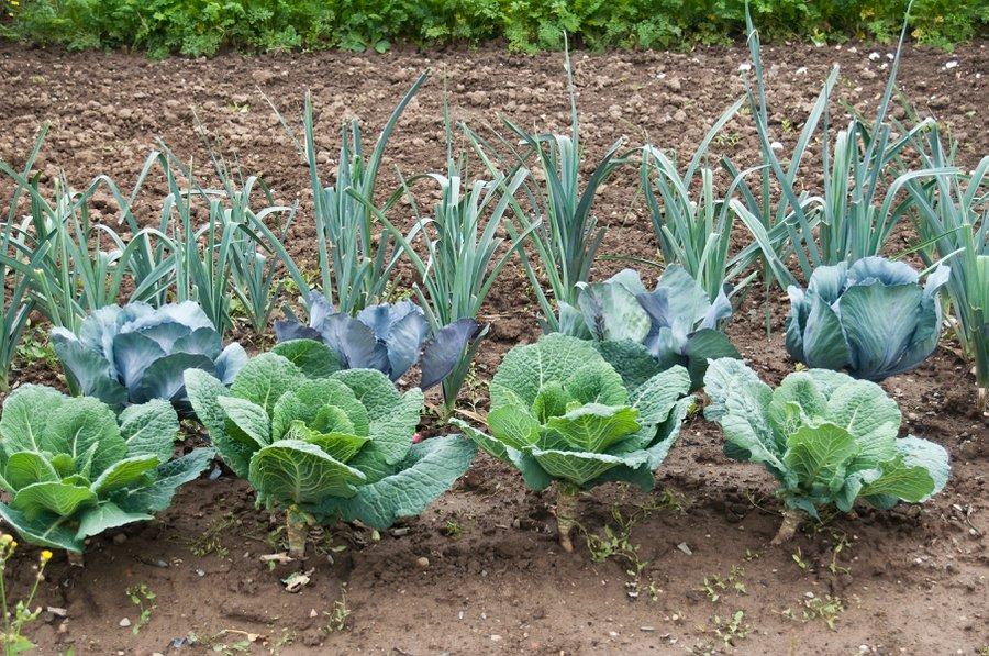 Choux et autres poireaux se développent bien dans un sol argileux