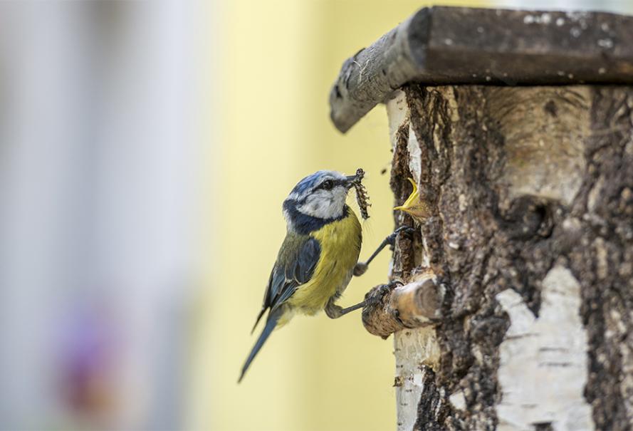Comment fabriquer une mangeoire à oiseaux ? 10 idées simples à construire