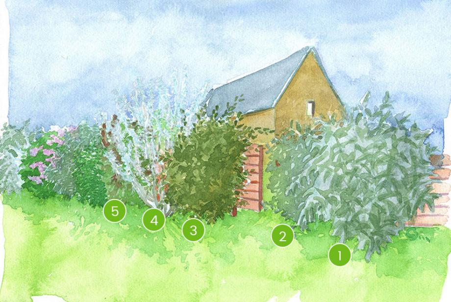 Un schéma pour la réalisation d'une belle haie champêtre