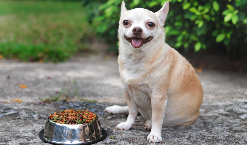 Un chien chihuahua à poil court assis devant sa gamelle de croquette en extérieur