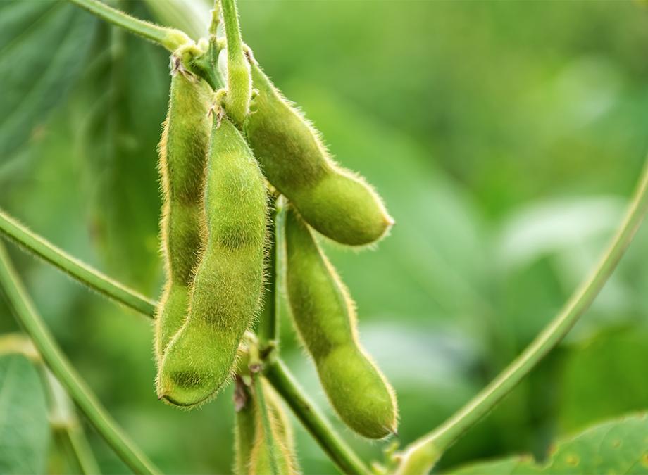 Le haricot vert : comment le cultiver et l'entretenir au potager ?