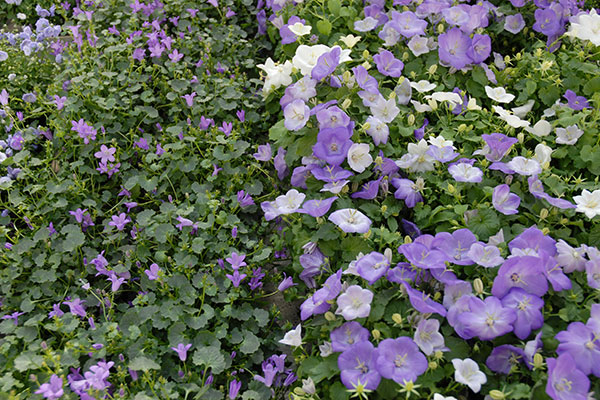 Des plantes couvre-sol à fleurs