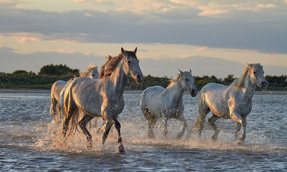 Les chevaux camarguais