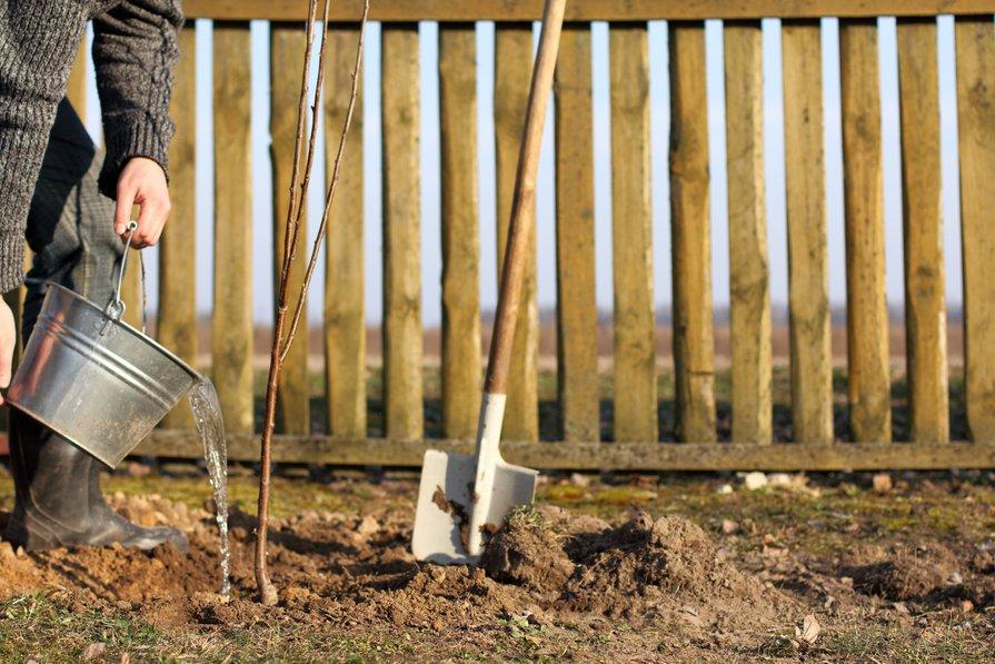 Planter un fruitier dans un sol argileux