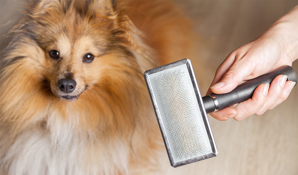 Mon chien perd davantage de poils au printemps, est-ce normal ?