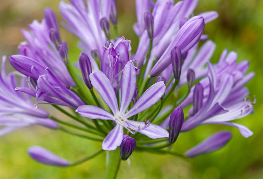 agapanthe
